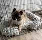 Spitz loup / Spitz allemand / Pomsky