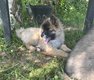 Spitz loup / Spitz allemand