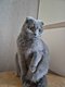 Ulrich, Scottish Fold clin  adopter