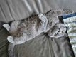 Shadow, British Shorthair clin  adopter