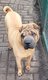Shar pei pur race