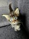Maine coon