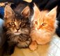 Les maine coon de la gravire