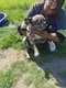 2 bouledogues francais adultes 4 ans