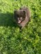 Chiots spitz