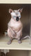 Sphynx femelle