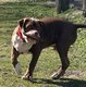 Bully XL
