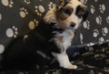 Chiots bergers australiens avec pdigre...