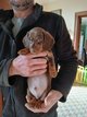 Chiots teckels poils ras