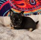 Chihuahua disponible à la réservation