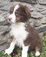 Chiots Berger Australien