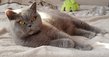 Femelle British shorthair de 4ans