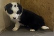 Border Collie avec pdigre