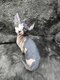 Chatons Sphynx