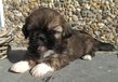 Magnifiques shih tzus