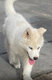 Dernier Chiot Husky blanc