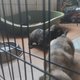 A rserver chiots Teckel nain poil long