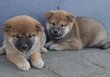 Shibas Inus