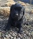 Chiots labradors