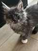 6 magnifiques chatons maine coon