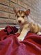 Superbes chiots husky