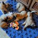 Magnifique chiot Belgian Shepherds Tervueren