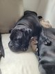American Bully Pocket