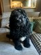 Superbes Bernedoodles F1
