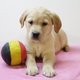 Adorables chiots Retriever