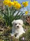 Superbes bichons maltais