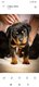 Rottweiler LOF 3 mâles et 2 femelles a réserver