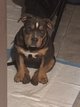 American bully pocket