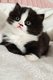 British longhair Bicolor Black and White
