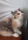 British shortair tortie blue crme