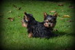 Chiots Yorkshire Terrier