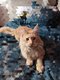 Urukay d'Asgard Skogkatt a l'adoption