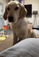 Golden retriever femelle