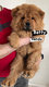 Chiots : Magnifiques ChowChow pure race