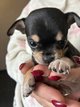 Chiot