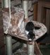 Cats Holiday Home