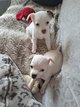 Magnifiques bbs Chihuahua couleurs speciales