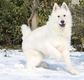 Chiots berger blanc Suisse pedigree St Hubert...