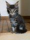 Magnifiques bébés Maine Coon disponibles à la...