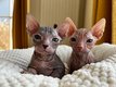 2 chatons de race Donskoy ,race rarissime
