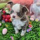 Chihuahua mle 1 lilas et 1 bleu