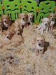 Labrador beige et blanc