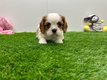 Chiots Cavalier King Charles Spaniel