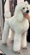 Grand caniche