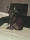 A donner crois bouledogue american staf