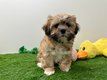 Chiots Lhassa Apso